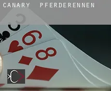 Canary Pferderennen