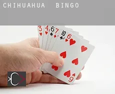 Chihuahua  Bingo